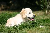 GOLDEN RETRIEVER 1098